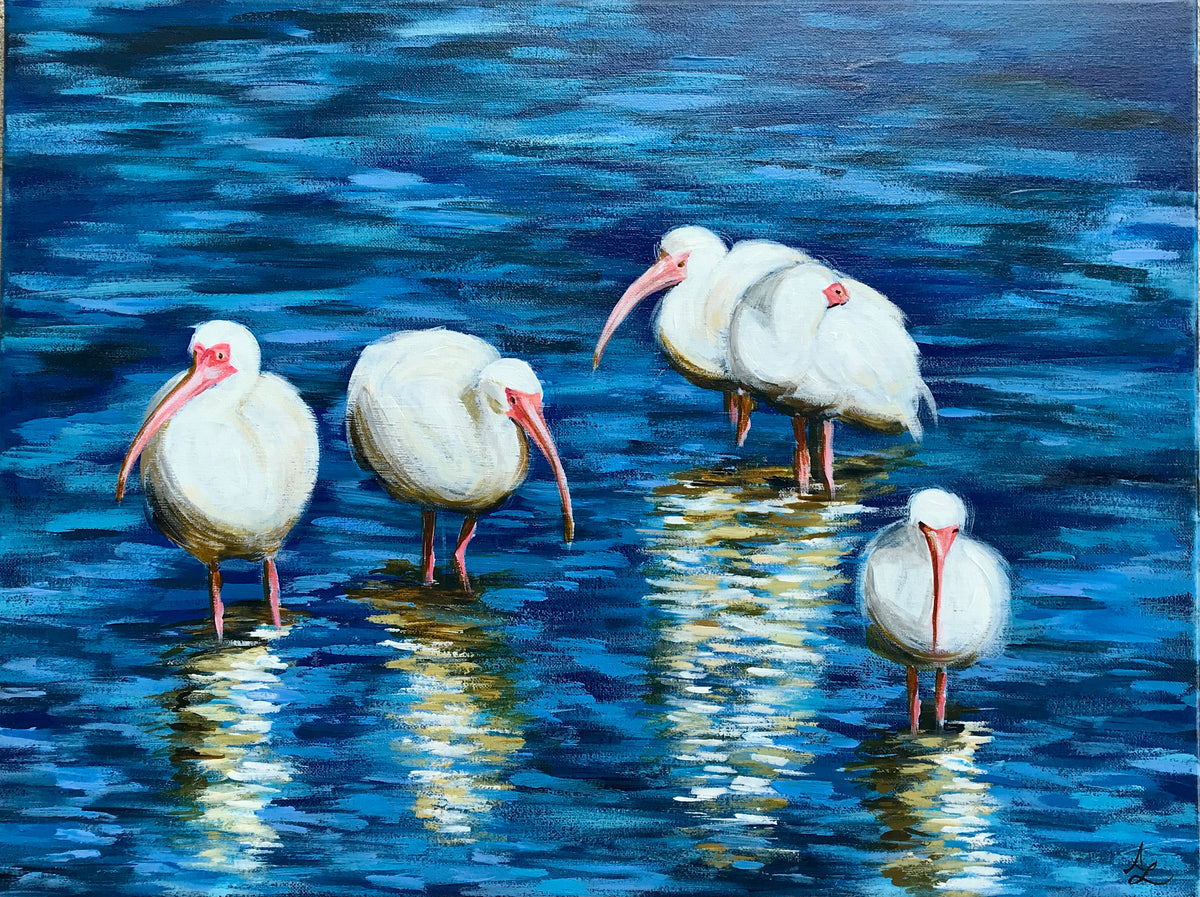 Ibis