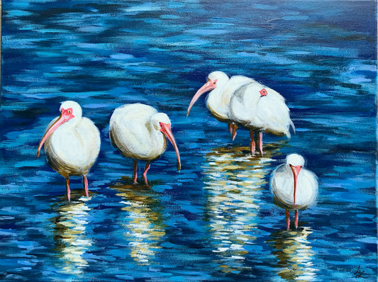 Ibis